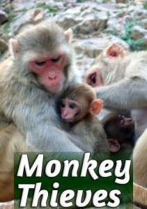 Аниме онлайн